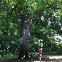 brandywine-creek-state-park-forest