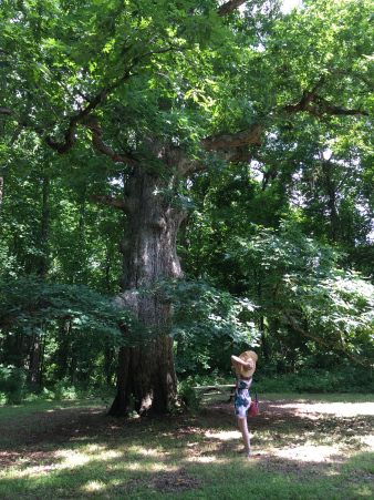 brandywine-creek-state-park-forest