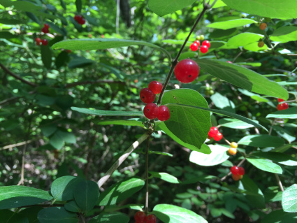 brandywine-state-creek-park-berries
