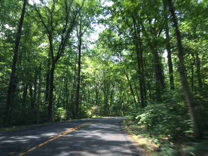 delaware-wooded-road