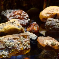 polish-amber-rocks