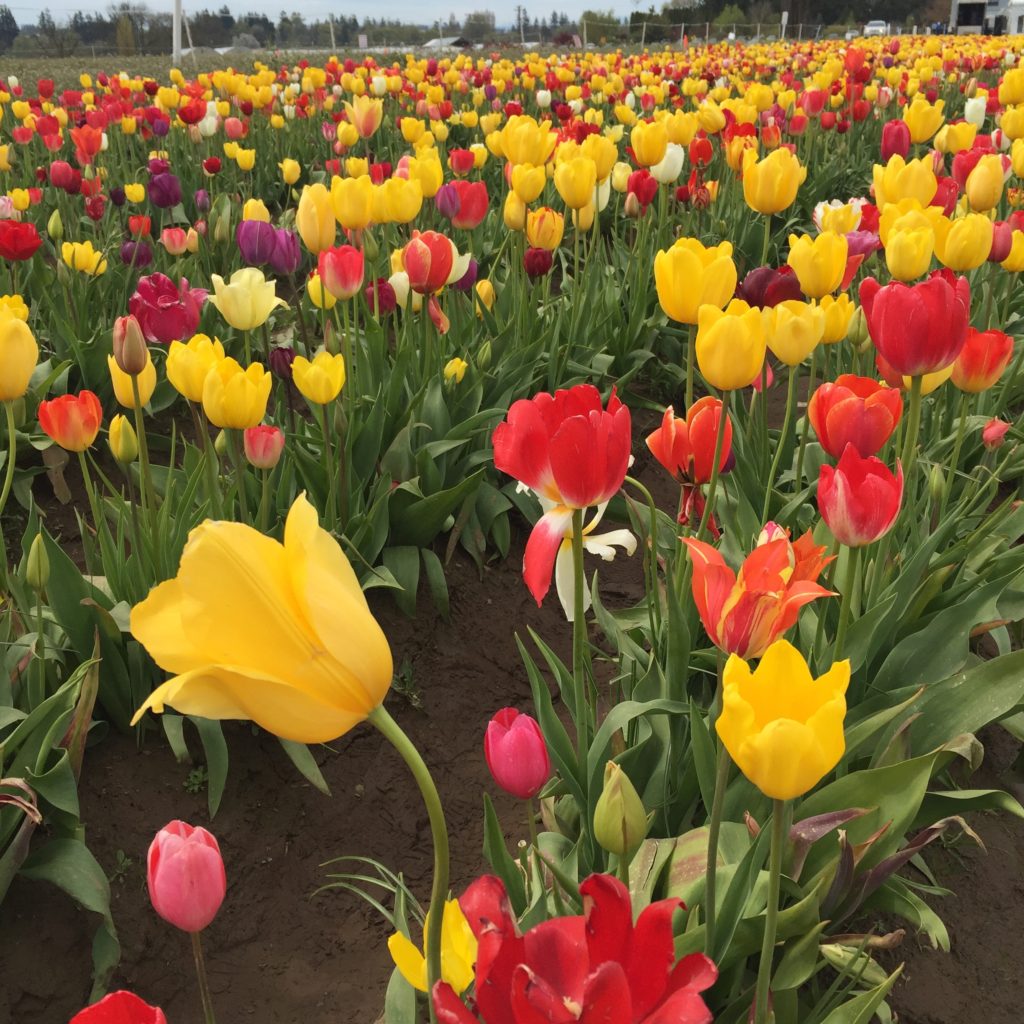 top-portland-attractions-wooden-shoe-tulip-farm