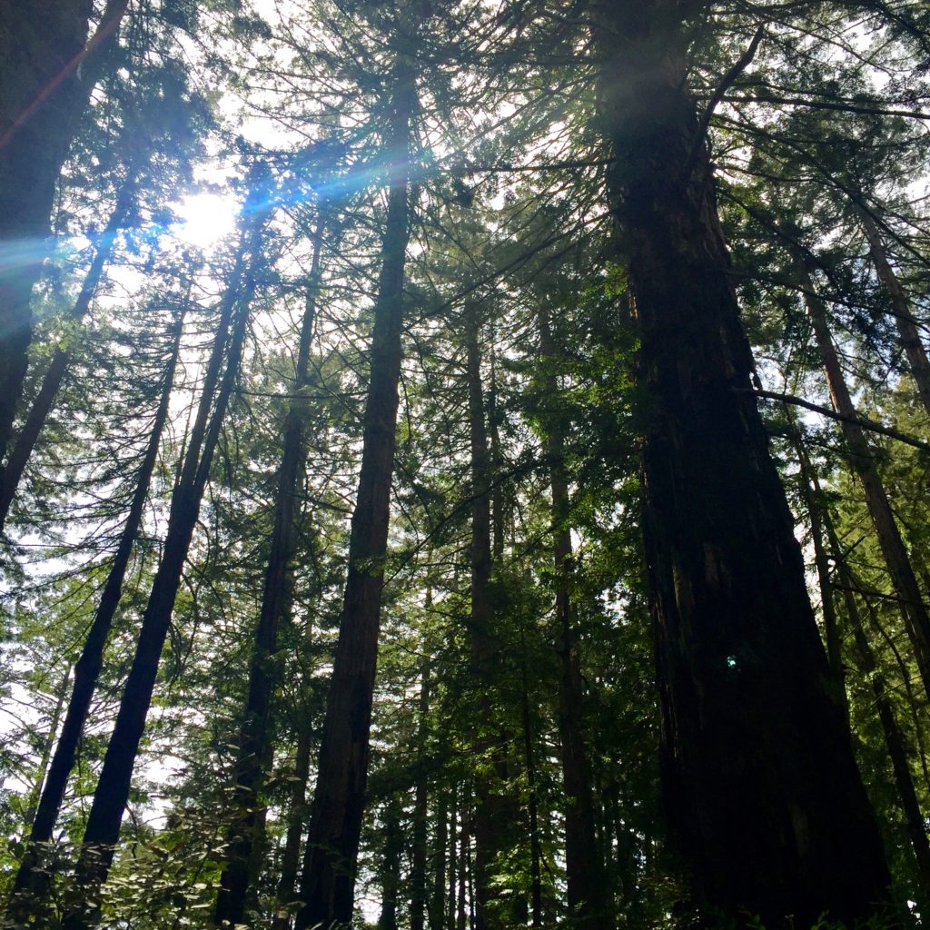 top-california-attractions-muir-woods